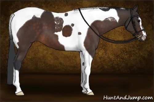 Horse Color:Bay Sabino Tobiano