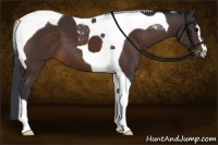 Horse Color:Bay Sabino Tobiano 