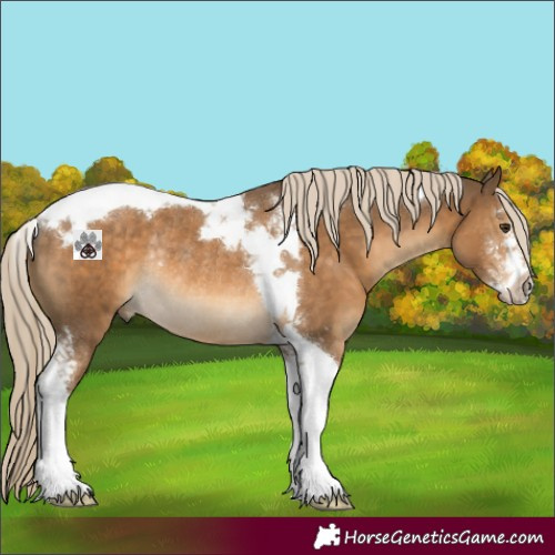 Horse Color:Chocolate Palomino Sabino Tobiano Rabicano 