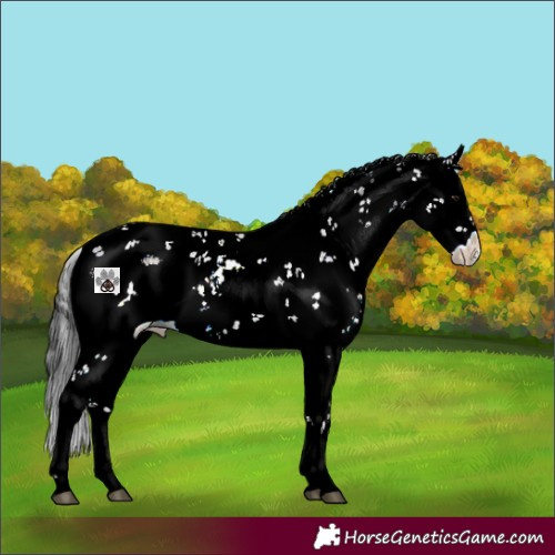Horse Color:Brown Dun Sabino Rabicano 