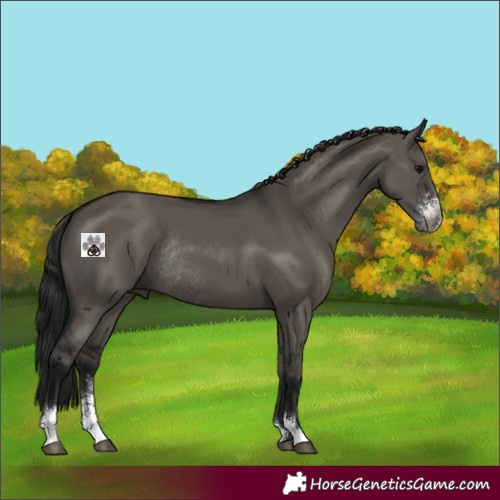 Horse Color:Gray Grullo Sabino Rabicano