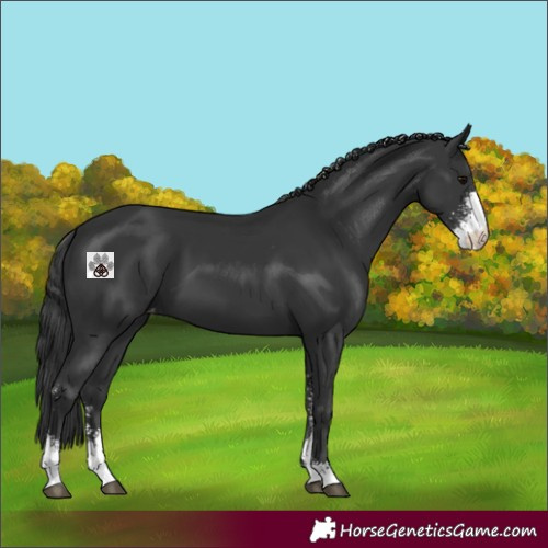 Horse Color:Black Sabino Varnish 