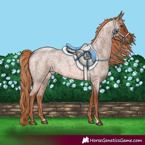 Horse Color:Red Roan