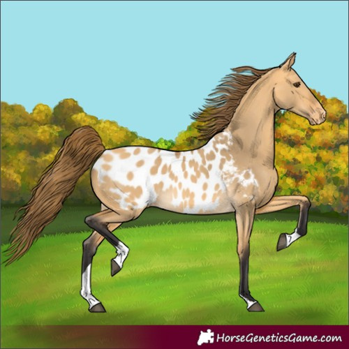 Horse Color:Unknown 