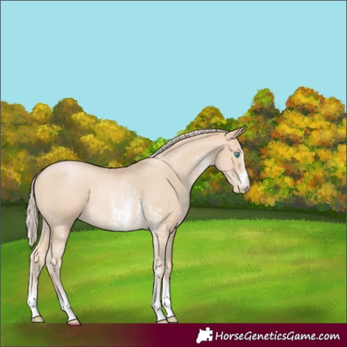 Horse Color:Palomino Pearl Sabino 