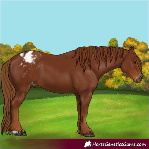 Horse Color:Gray Chestnut Varnish 