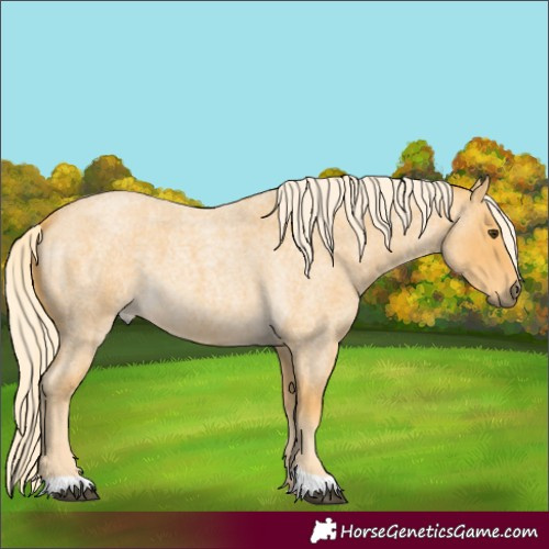Horse Color:Palomino Roan 