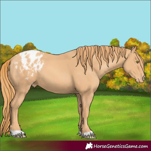Horse Color:Gold Champagne Varnish