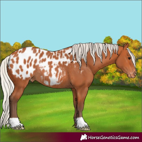Horse Color:Silver Bay Blanket Rabicano 