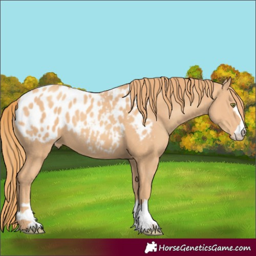Horse Color:Gold Champagne Blanket
