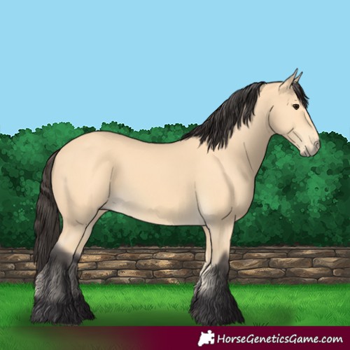 Horse Color:Buckskin