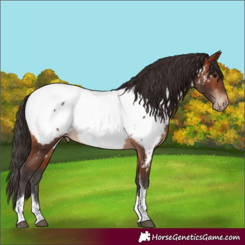 Horse Color:Brown Tobiano Snowcap 