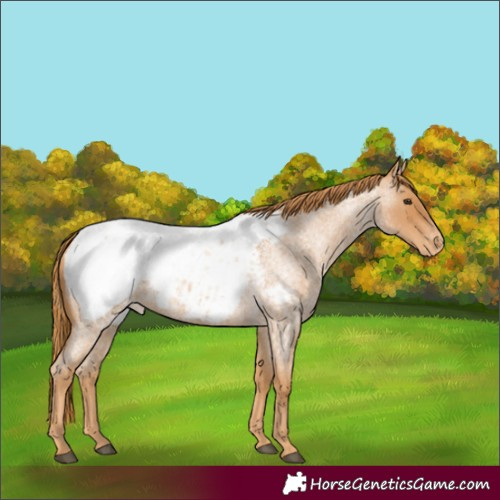 Horse Color:Red Roan Near Fewspot