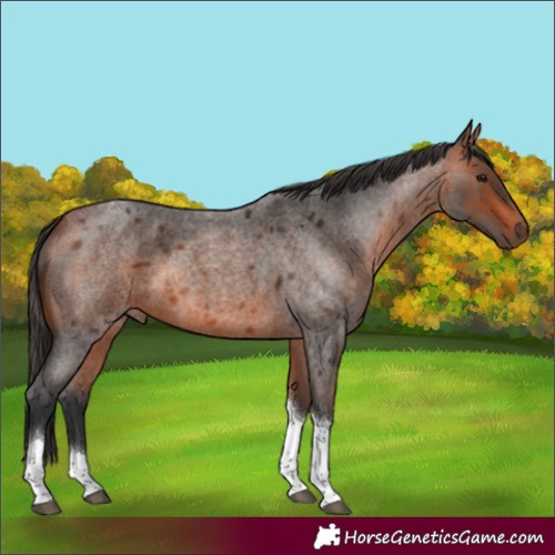 Horse Color:Bay Roan Tobiano 