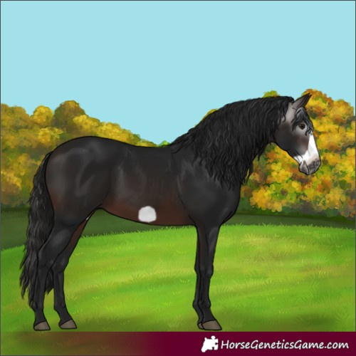 Horse Color:Gray White Spotted Bay Frame