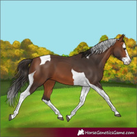 Horse Color:Bay Splash Tobiano