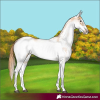 Horse Color:White Spotted Chestnut Frame