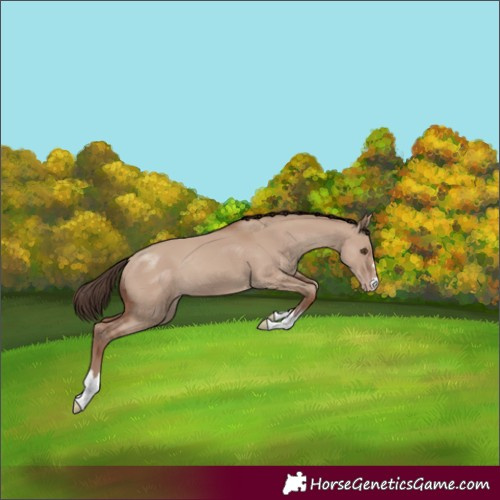 Horse Color:Classic Champagne Dun