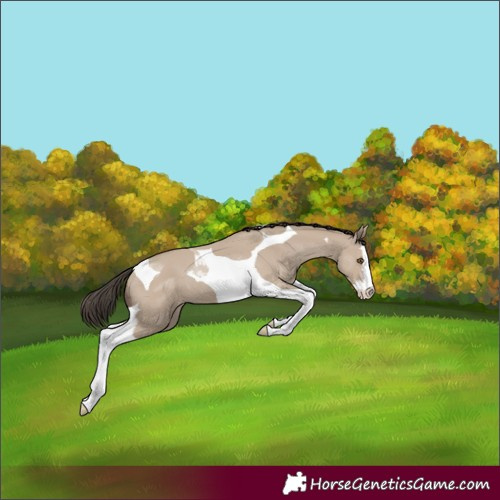 Horse Color:Classic Champagne Dun Splash Tobiano 
