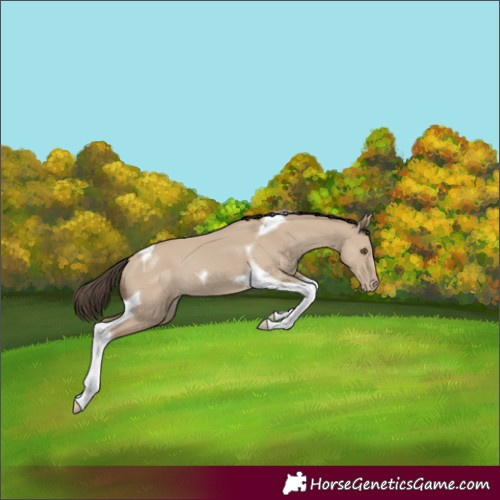 Horse Color:Classic Champagne Dun Tobiano
