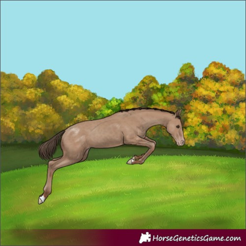 Horse Color:Classic Champagne 