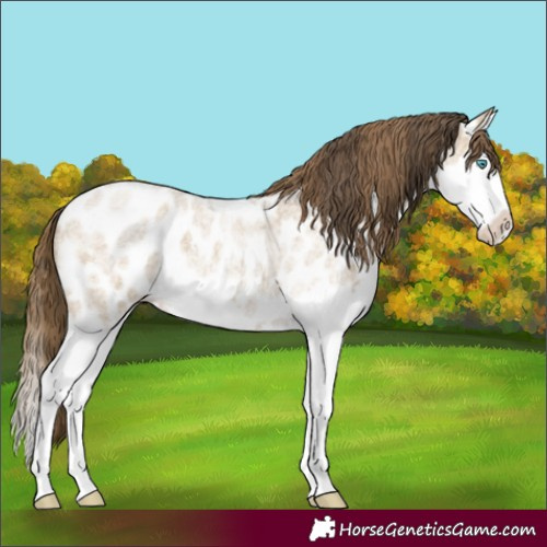 Horse Color:Classic Cream Champagne Roan Splash Near Leopard 