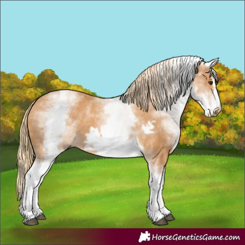 Horse Color:White Spotted Chestnut Frame