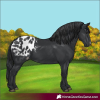 Horse Color:Black Blanket Rabicano