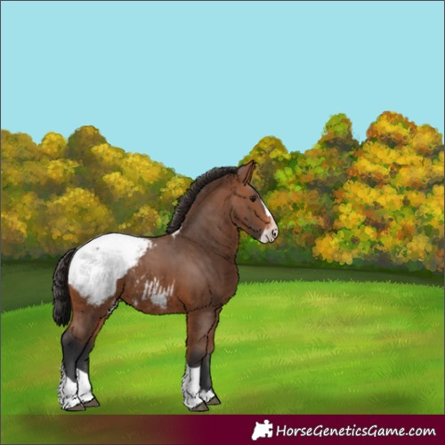 Horse Color:Bay Splash Tobiano Snowcap