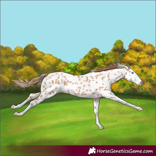 Horse Color:Gold Champagne Sabino Near Leopard 