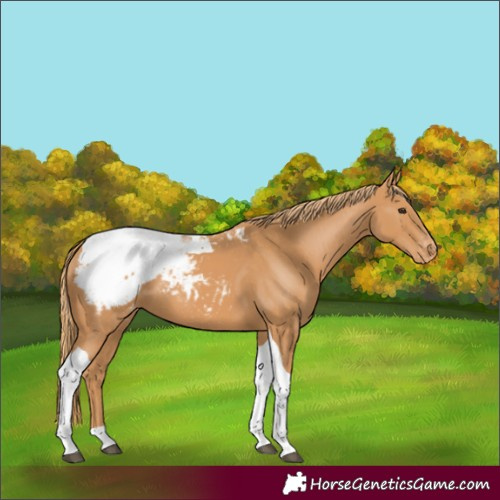 Horse Color:Chestnut Tobiano Snowcap 