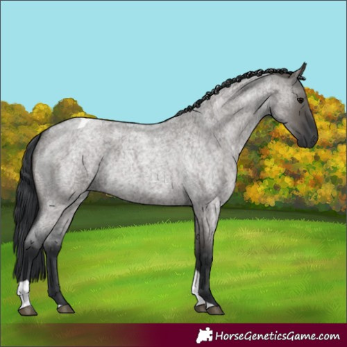 Horse Color:Unknown 