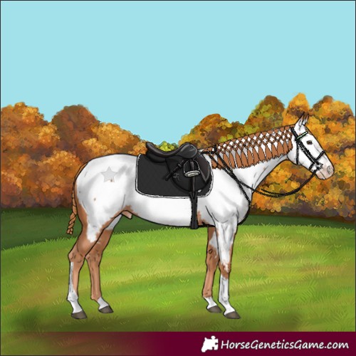 Horse Color:Chestnut Tobiano Near Fewspot