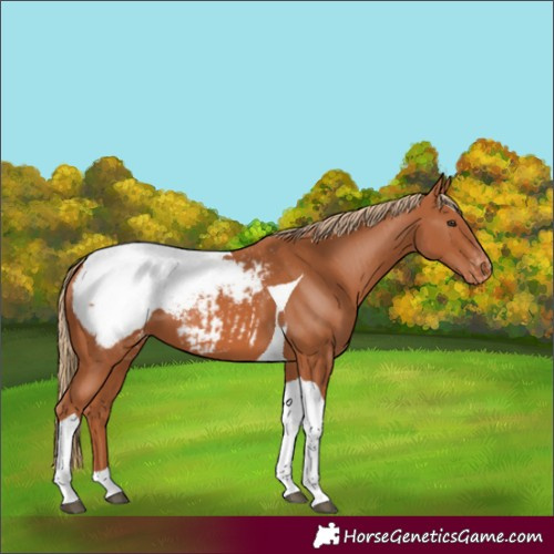 Horse Color:Chestnut Tobiano Snowcap 