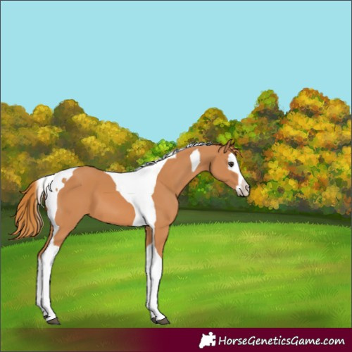 Horse Color:Chestnut Splash Tobiano 
