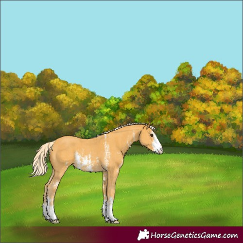 Horse Color:Palomino Sabino