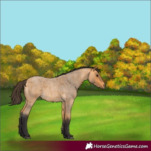 Horse Color:Buckskin Roan 