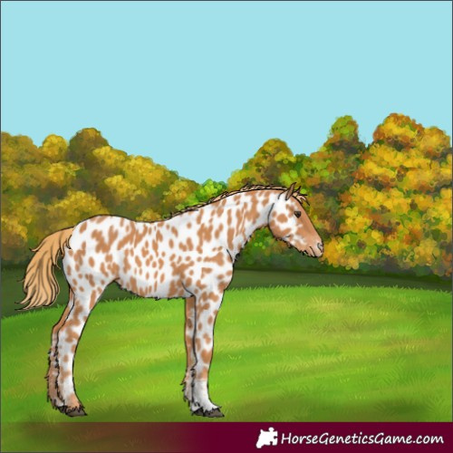 Horse Color:Chestnut Sabino Near Leopard