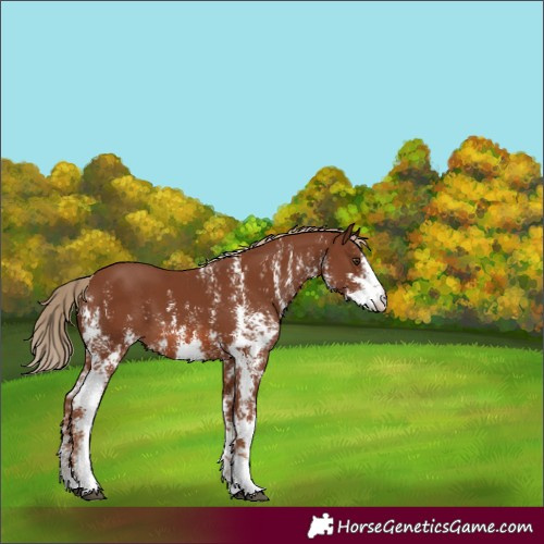 Horse Color:Chestnut Sabino 