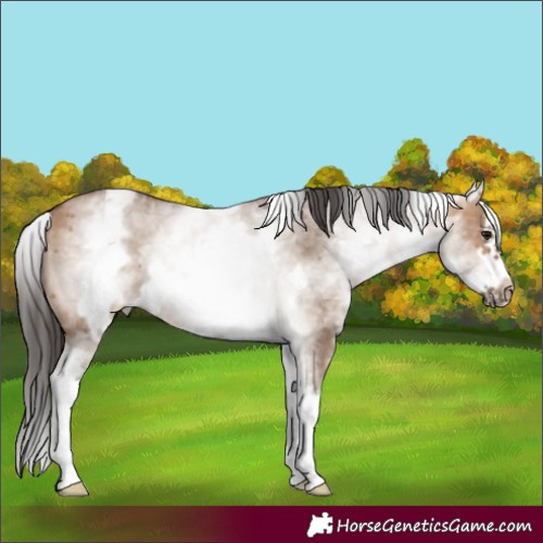 Horse Color:White Spotted Bay Dun Splash Frame