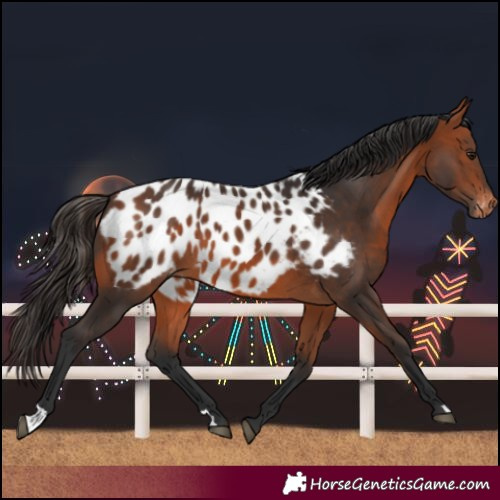 Horse Color:Bay Near Leopard