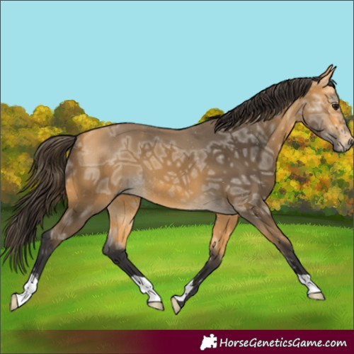 Horse Color:Buckskin Ice 