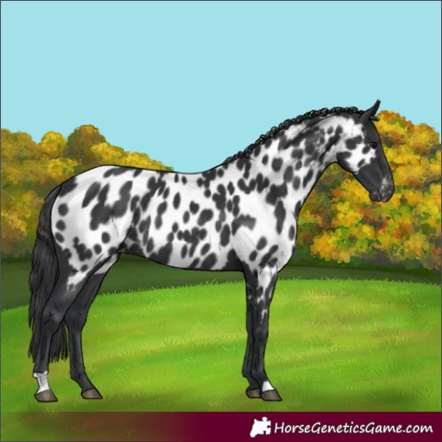 Horse Color:Black Near Leopard Rabicano 