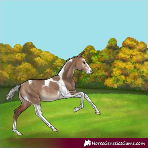 Horse Color:Silver Bay Dun Sabino Tobiano Rabicano