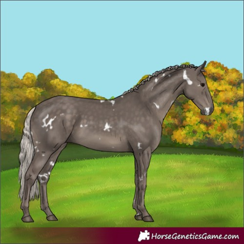 Horse Color:White Spotted Silver Black 
