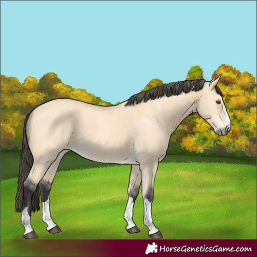Horse Color:Buckskin Dun Rabicano 