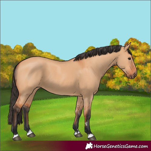 Horse Color:Bay Dun