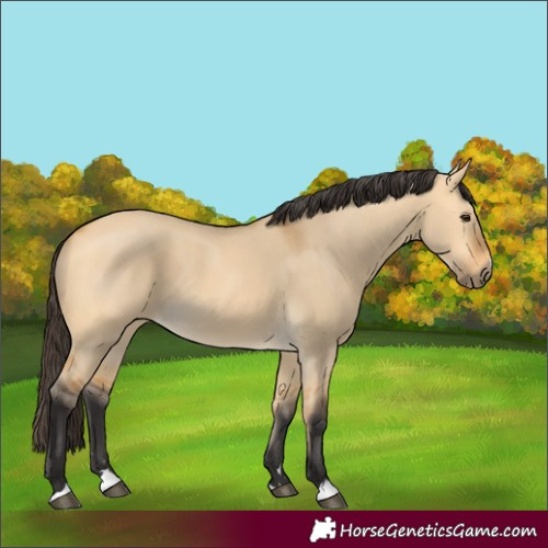 Horse Color:Buckskin Dun