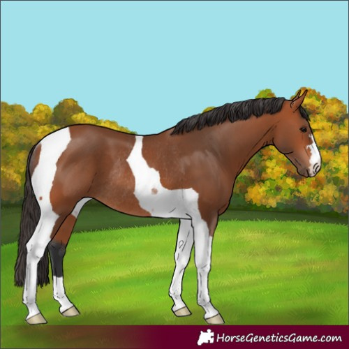 Horse Color:Bay Tobiano Rabicano