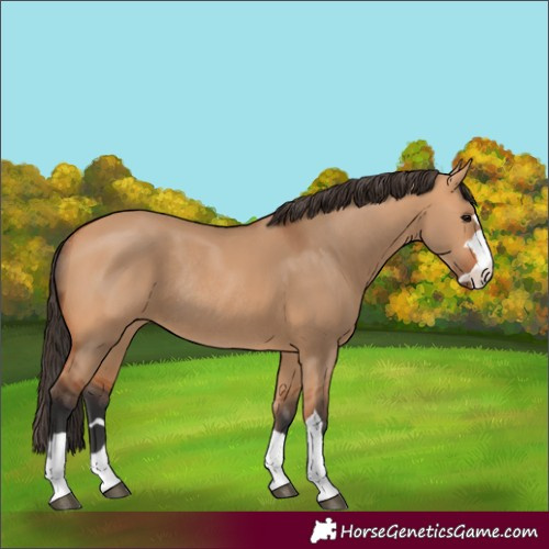 Horse Color:Bay Dun Rabicano